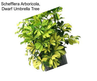 Schefflera Arboricola, Dwarf Umbrella Tree