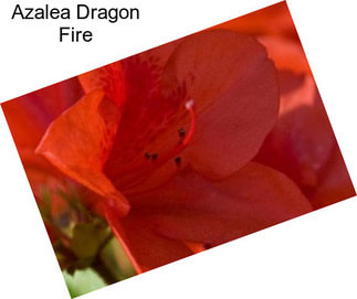 Azalea Dragon Fire