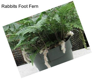 Rabbits Foot Fern