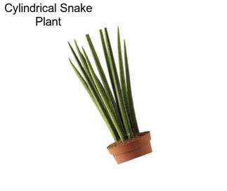 Cylindrical Snake Plant
