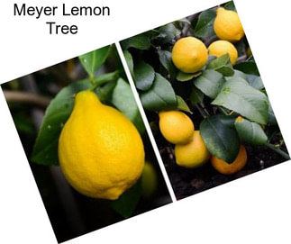 Meyer Lemon Tree