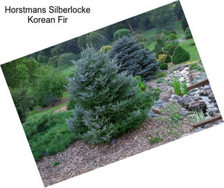 Horstmans Silberlocke Korean Fir