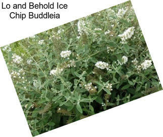 Lo and Behold Ice Chip Buddleia