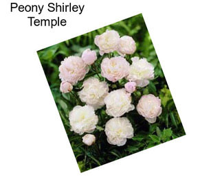 Peony Shirley Temple