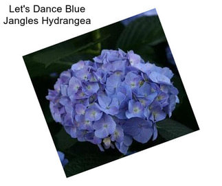 Let\'s Dance Blue Jangles Hydrangea