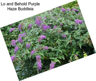 Lo and Behold Purple Haze Buddleia