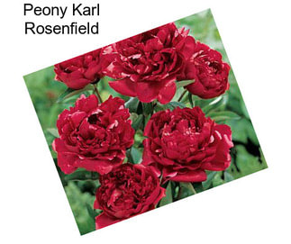 Peony Karl Rosenfield