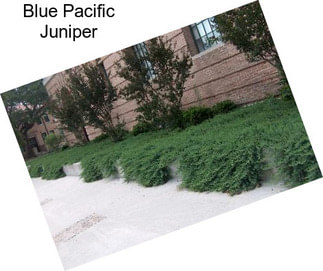 Blue Pacific Juniper