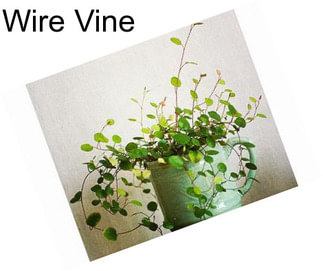 Wire Vine