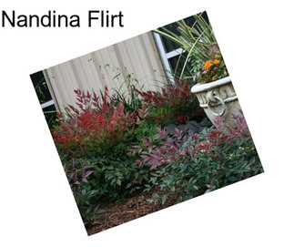 Nandina Flirt