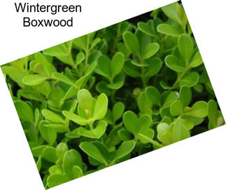 Wintergreen Boxwood