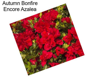 Autumn Bonfire Encore Azalea