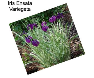 Iris Ensata Variegata