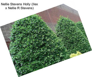 Nellie Stevens Holly (Ilex x Nellie R Stevens)