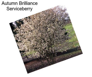 Autumn Brilliance Serviceberry