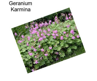 Geranium Karmina