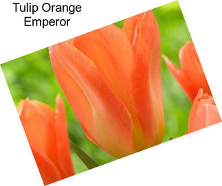 Tulip Orange Emperor