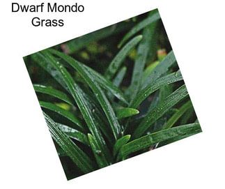 Dwarf Mondo Grass