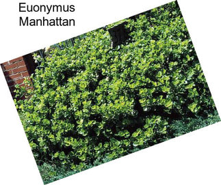 Euonymus Manhattan