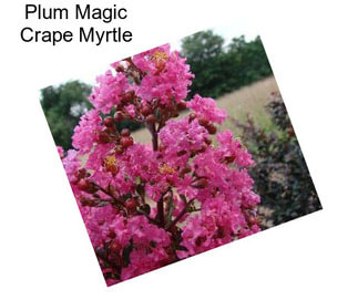 Plum Magic Crape Myrtle