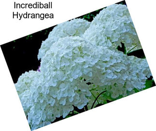 Incrediball Hydrangea