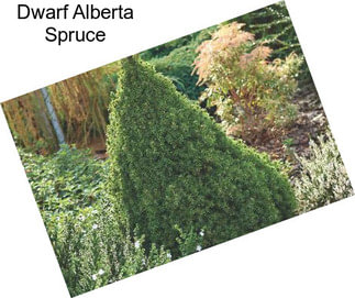 Dwarf Alberta Spruce