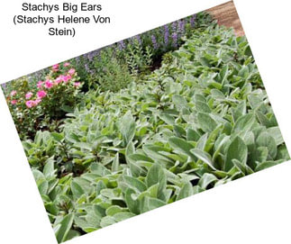 Stachys Big Ears (Stachys Helene Von Stein)