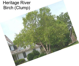 Heritage River Birch (Clump)