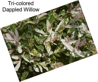 Tri-colored Dappled Willow