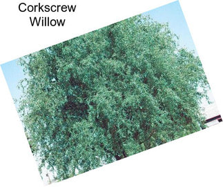 Corkscrew Willow