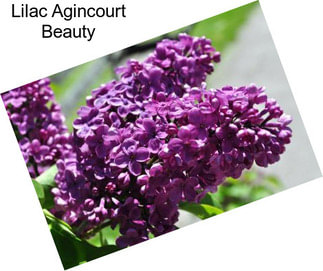 Lilac Agincourt Beauty