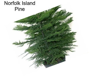 Norfolk Island Pine