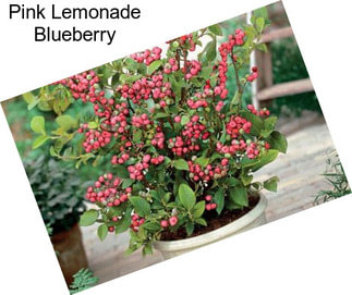 Pink Lemonade Blueberry