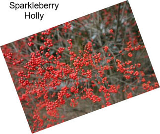 Sparkleberry Holly