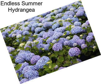 Endless Summer Hydrangea