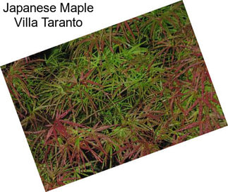 Japanese Maple Villa Taranto