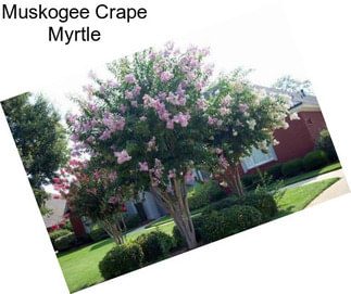 Muskogee Crape Myrtle