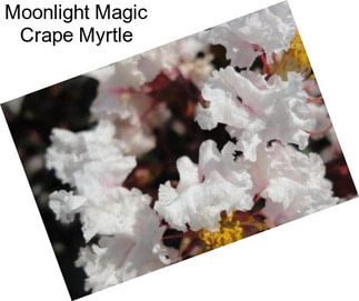 Moonlight Magic Crape Myrtle