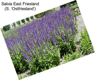 Salvia East Friesland (S. ‘Ostfriesland\')