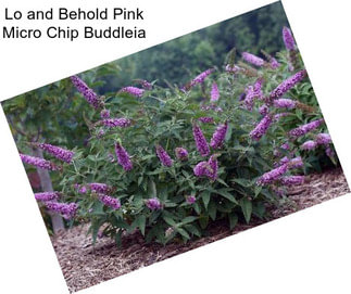 Lo and Behold Pink Micro Chip Buddleia