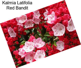 Kalmia Latifolia Red Bandit