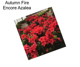 Autumn Fire Encore Azalea