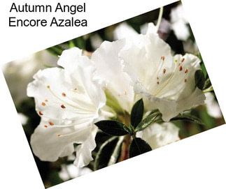 Autumn Angel Encore Azalea