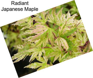 Radiant Japanese Maple