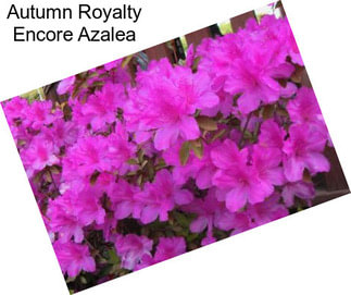 Autumn Royalty Encore Azalea