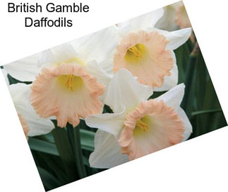 British Gamble Daffodils