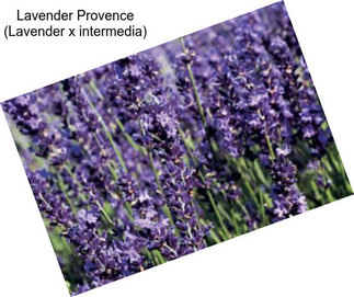 Lavender Provence (Lavender x intermedia)