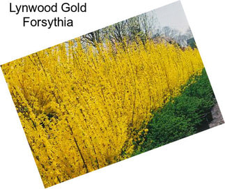 Lynwood Gold Forsythia