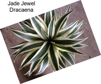 Jade Jewel Dracaena