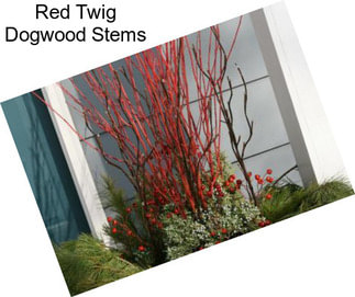 Red Twig Dogwood Stems